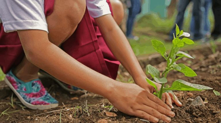 School girl planting seedling in soil.