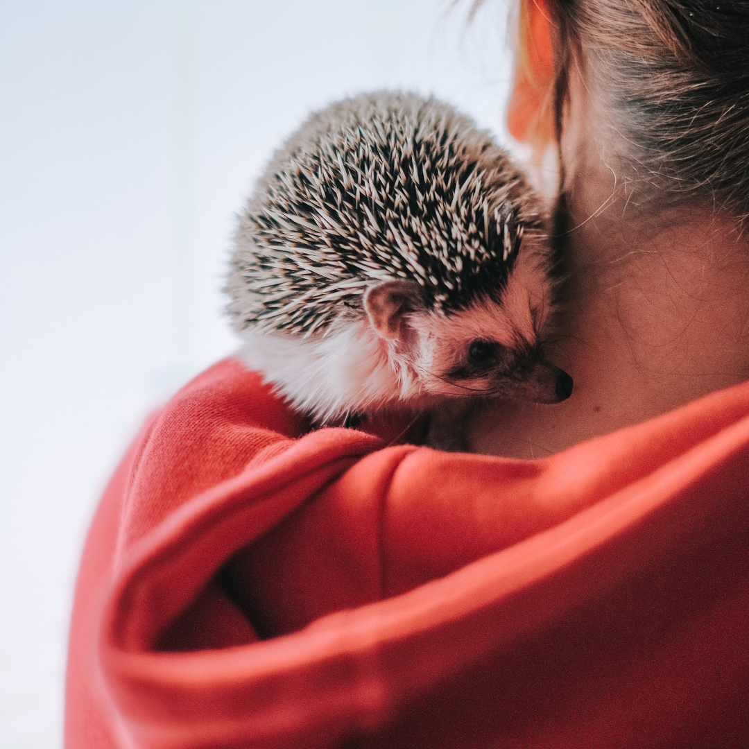 Hedgehog sitting on a person's shoulder