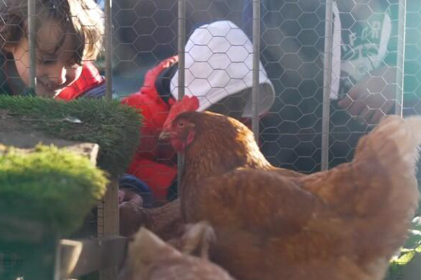Students are crouched down looking at some chickens in a specially made chicken coop.